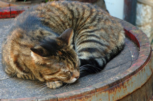 sleepy tabby2