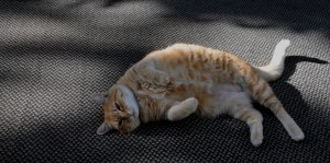 lounging-tabby-cat