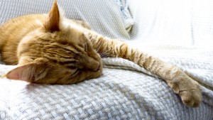 tired tabby