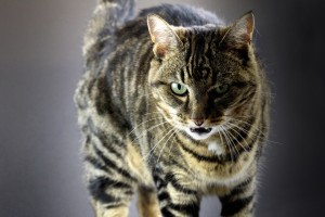 tabby-cat-growling